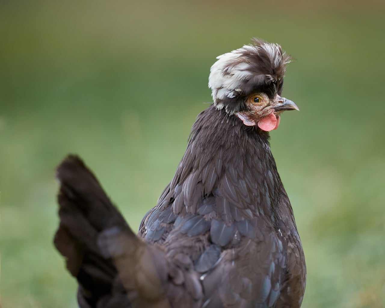 Bottom Bkn Original | Butter